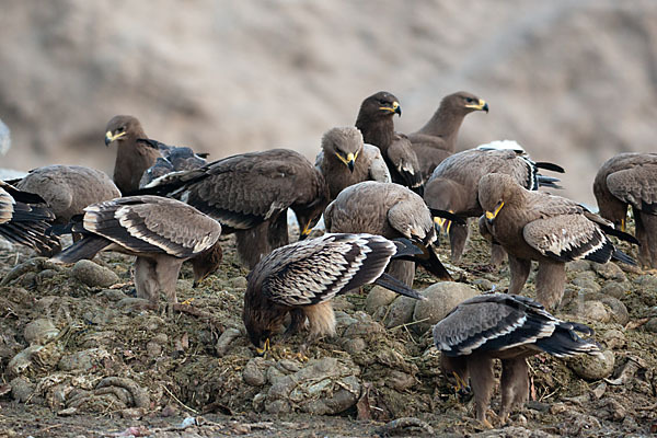 Steppenadler (Aquila nipalensis)