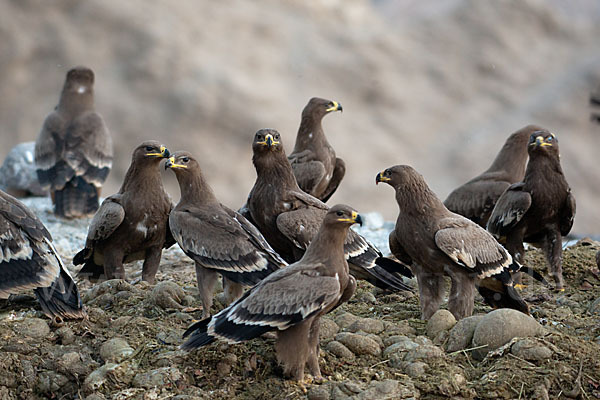 Steppenadler (Aquila nipalensis)