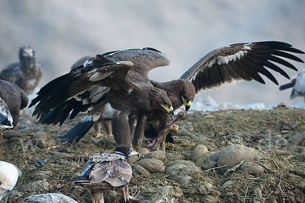 Steppenadler (Aquila nipalensis)