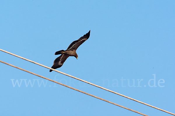 Steppenadler (Aquila nipalensis)