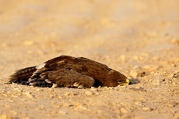 Steppenadler (Aquila nipalensis)