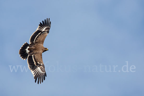 Steppenadler (Aquila nipalensis)