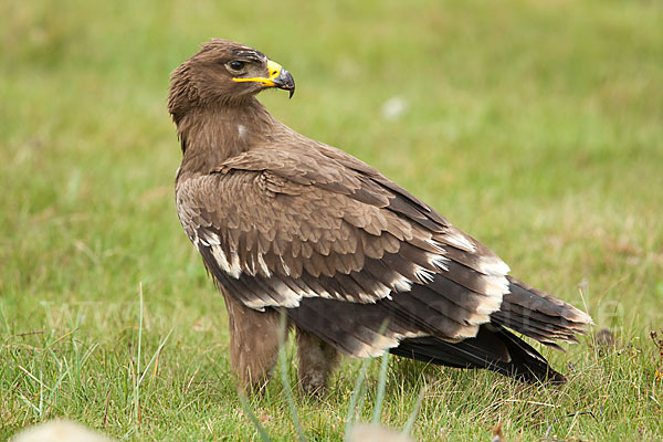 Steppenadler (Aquila nipalensis)