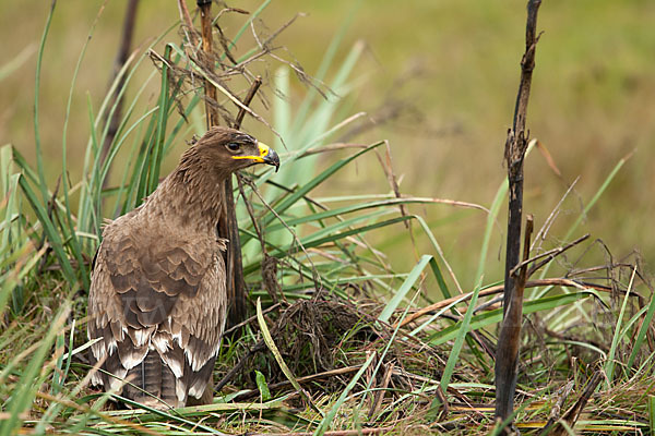 Steppenadler (Aquila nipalensis)