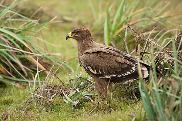 Steppenadler (Aquila nipalensis)