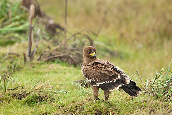 Steppenadler (Aquila nipalensis)