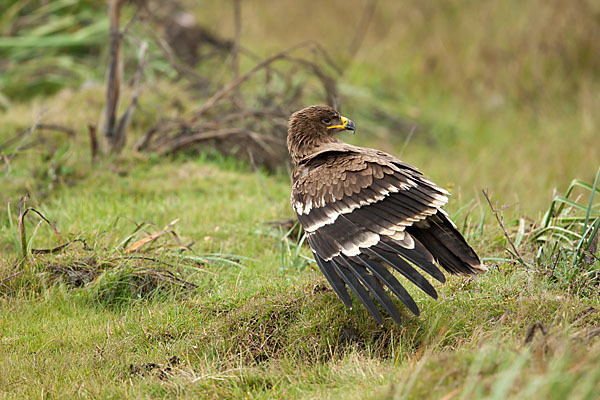 Steppenadler (Aquila nipalensis)