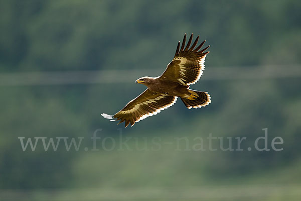 Steppenadler (Aquila nipalensis)