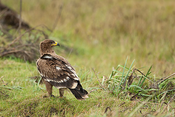 Steppenadler (Aquila nipalensis)