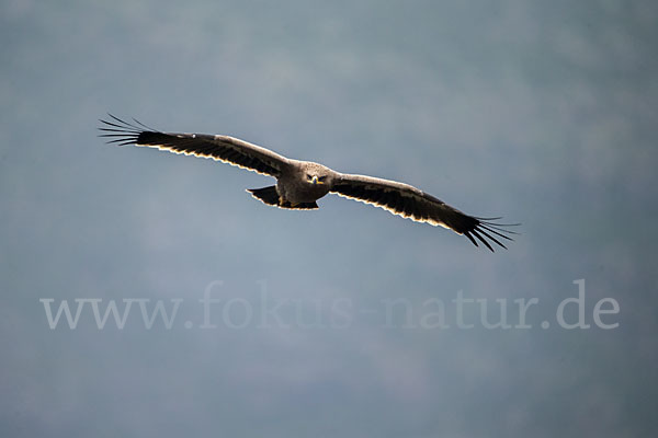 Steppenadler (Aquila nipalensis)