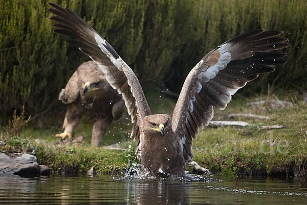 Steppenadler (Aquila nipalensis)