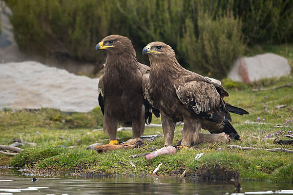 Steppenadler (Aquila nipalensis)