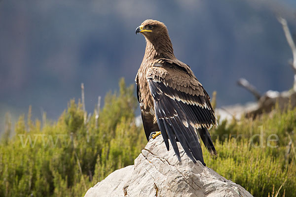 Steppenadler (Aquila nipalensis)