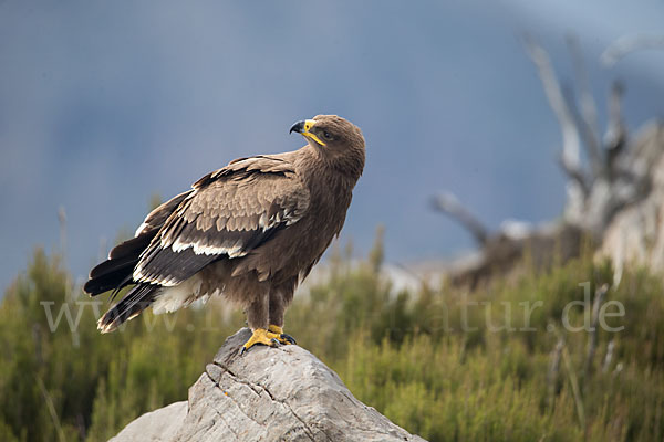 Steppenadler (Aquila nipalensis)