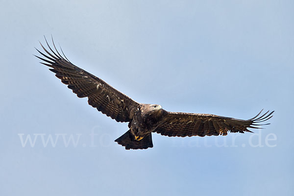 Steppenadler (Aquila nipalensis)