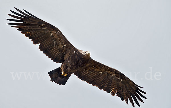 Steppenadler (Aquila nipalensis)