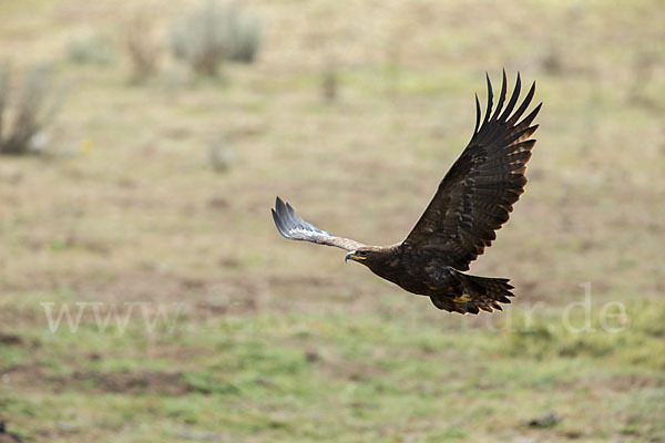 Steppenadler (Aquila nipalensis)