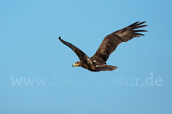 Steppenadler (Aquila nipalensis)