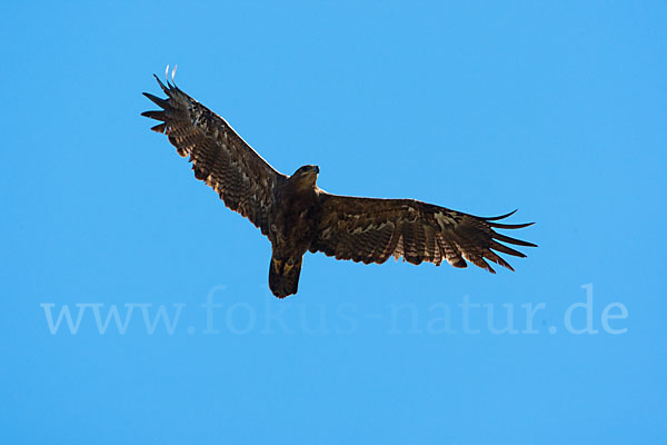 Steppenadler (Aquila nipalensis)