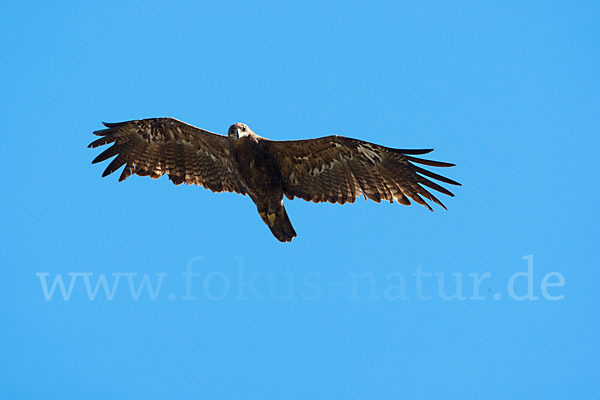 Steppenadler (Aquila nipalensis)