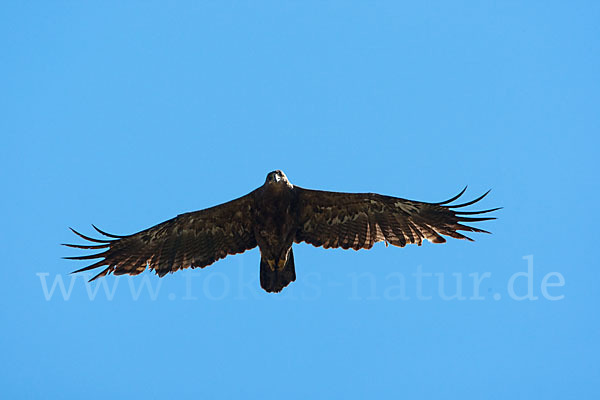 Steppenadler (Aquila nipalensis)