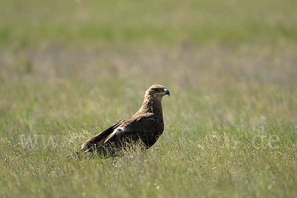 Steppenadler (Aquila nipalensis)