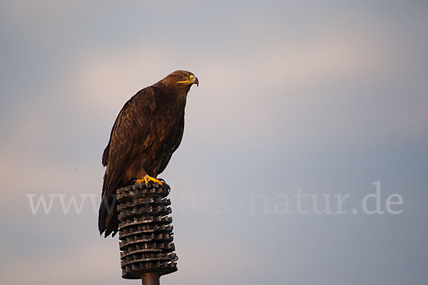 Steppenadler (Aquila nipalensis)