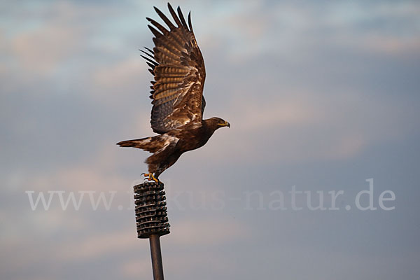 Steppenadler (Aquila nipalensis)