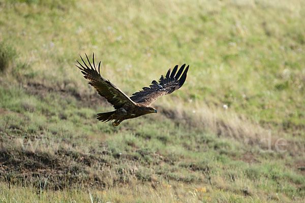 Steppenadler (Aquila nipalensis)