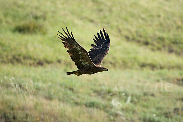 Steppenadler (Aquila nipalensis)