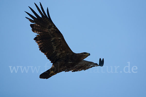 Steppenadler (Aquila nipalensis)