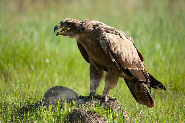 Steppenadler (Aquila nipalensis)