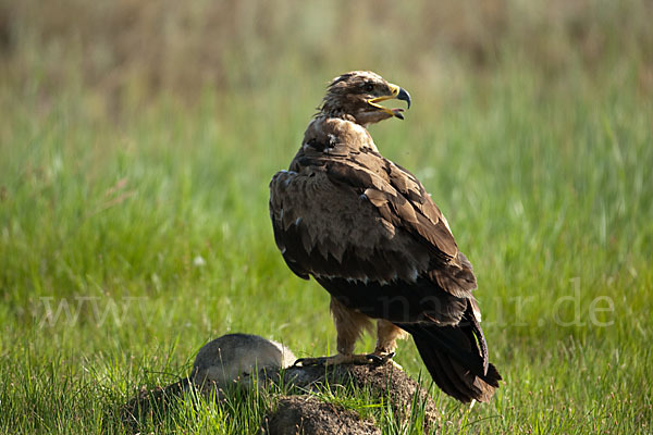 Steppenadler (Aquila nipalensis)