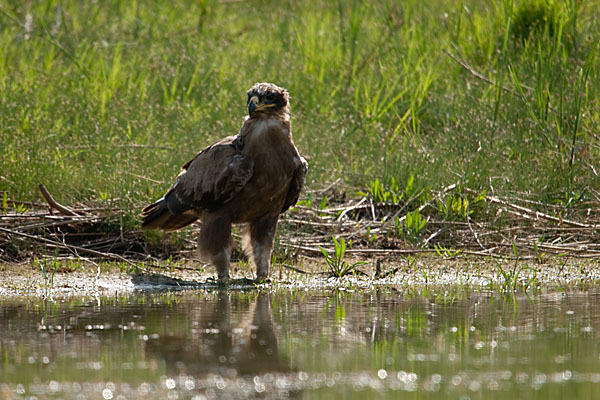 Steppenadler (Aquila nipalensis)