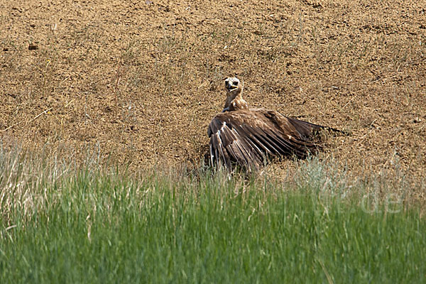 Steppenadler (Aquila nipalensis)