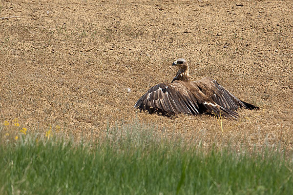 Steppenadler (Aquila nipalensis)