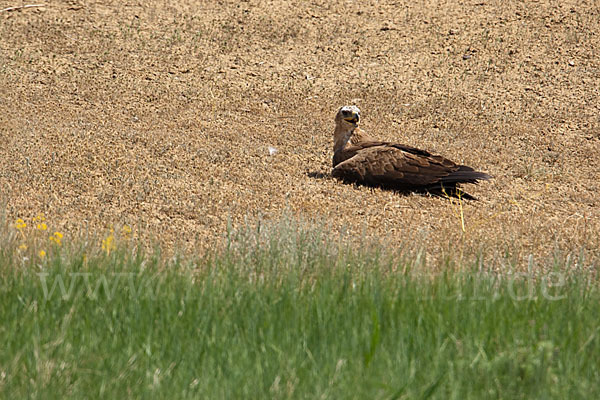 Steppenadler (Aquila nipalensis)