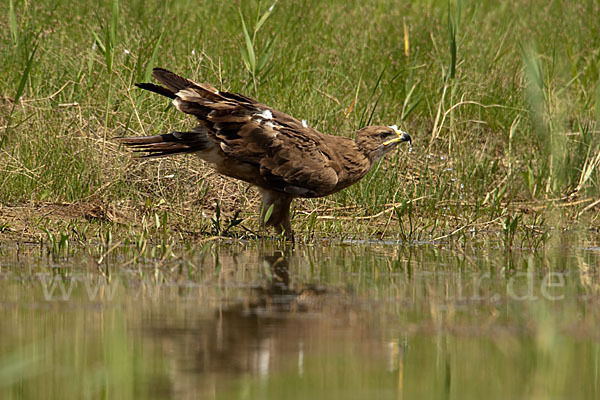 Steppenadler (Aquila nipalensis)