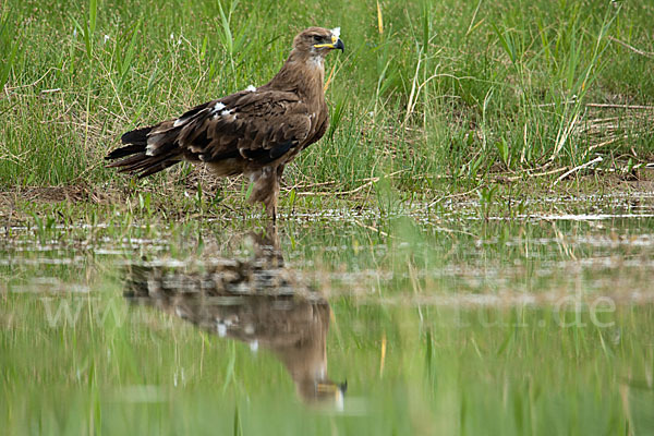 Steppenadler (Aquila nipalensis)