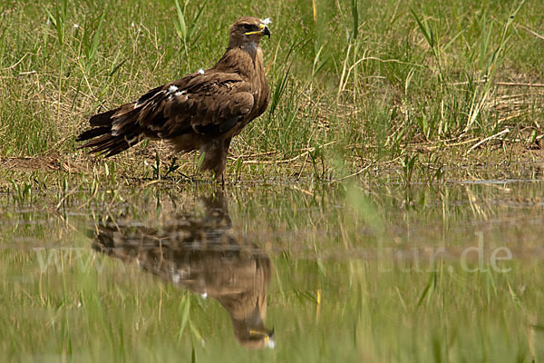 Steppenadler (Aquila nipalensis)