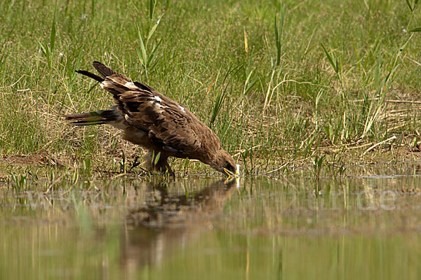 Steppenadler (Aquila nipalensis)