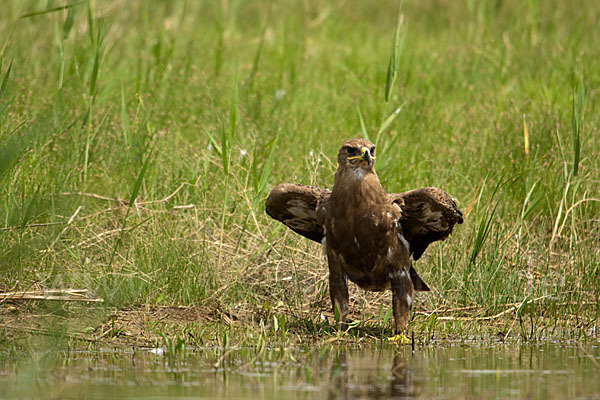 Steppenadler (Aquila nipalensis)