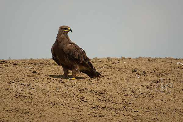 Steppenadler (Aquila nipalensis)