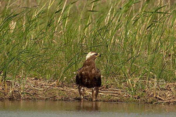 Steppenadler (Aquila nipalensis)