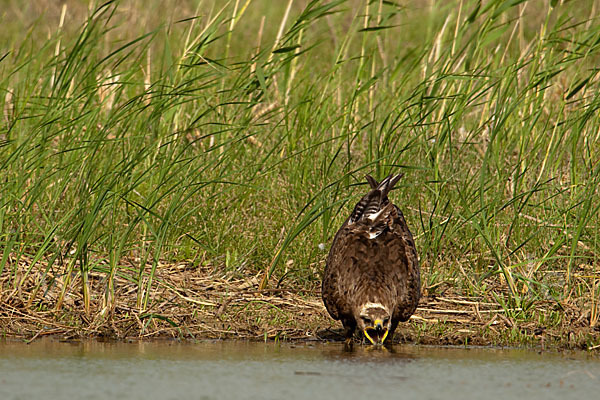 Steppenadler (Aquila nipalensis)