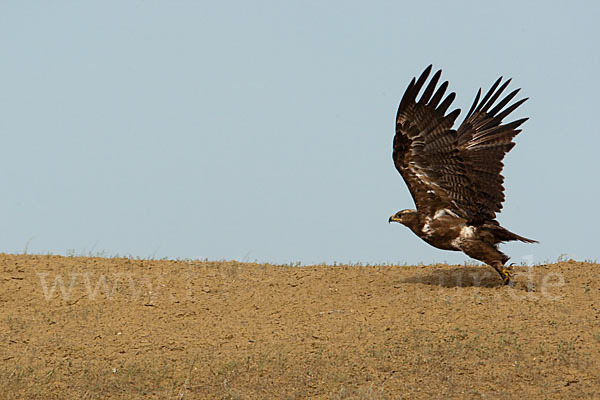 Steppenadler (Aquila nipalensis)