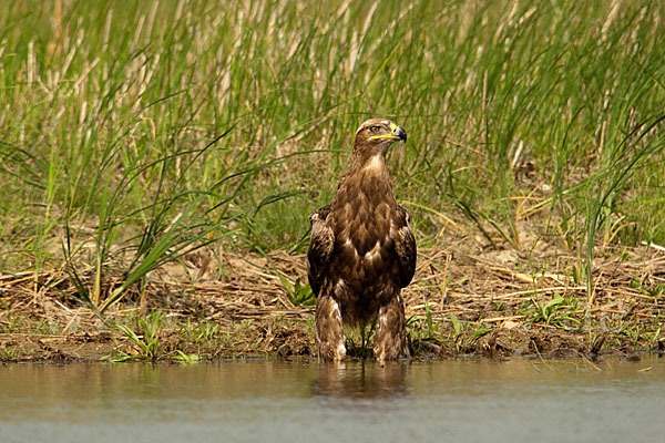 Steppenadler (Aquila nipalensis)