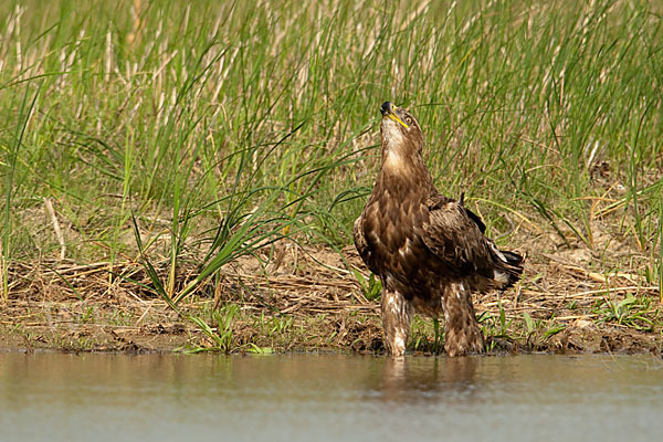 Steppenadler (Aquila nipalensis)