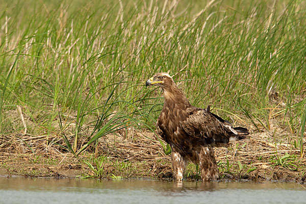 Steppenadler (Aquila nipalensis)