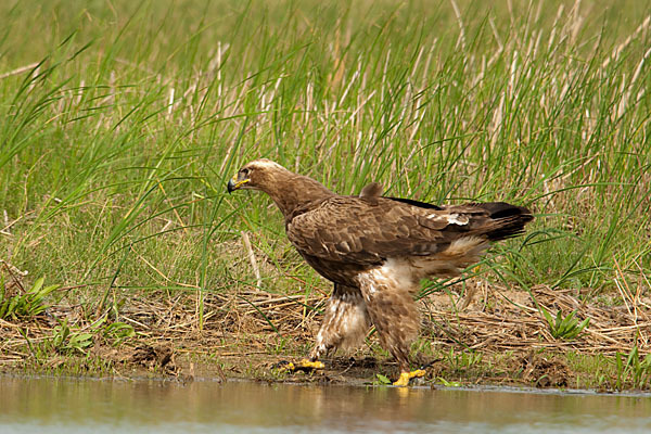 Steppenadler (Aquila nipalensis)